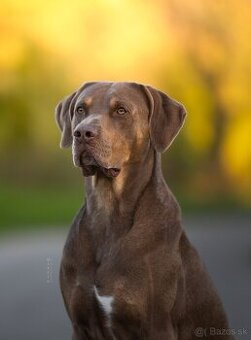 Louisianský leopardí pes Catahoula krytie