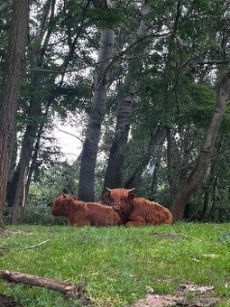 Highland jalovice
