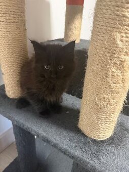 Maine coon