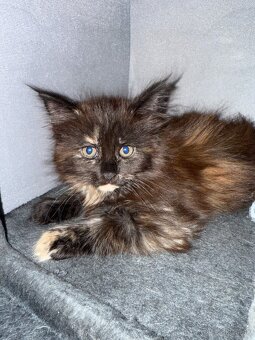 Maine coon