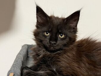 Maine coon