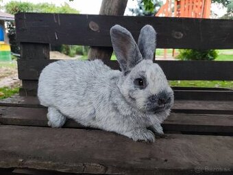 Veľký svetlý strieborný králik VSS