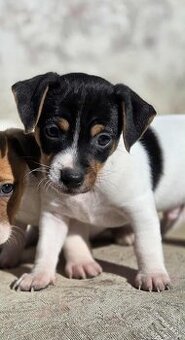 JACK RUSSELL TERIÉR- pejsek na prodej