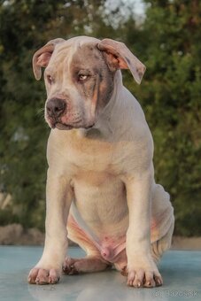 American Bully XL