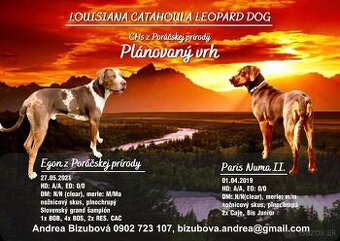 Louisianský leopardí pes - šteniatka s PP