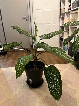 Dieffenbachia, izbova rastlina, kvet - 1