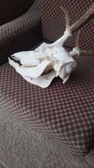 Predám trofej jeleňa, parožie zhody trofeje.