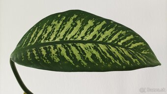 Difenbachia - dieffenbachia