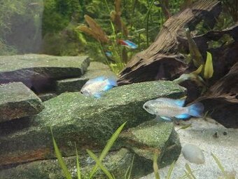 Predám 4xAkara modrá