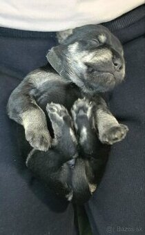 Malý čiernostrieborný bradáč