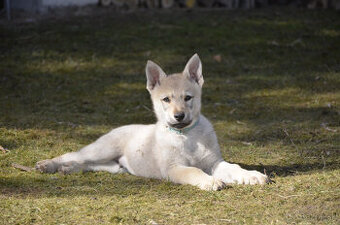 Československý vlčiak/vlčák štěňata s PP