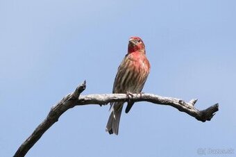 Hýle mexické prírodné