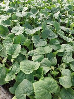 Nakladačky-priesady, červený melon, žltá a oranžova dinka,