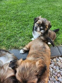 Lhasa Apso