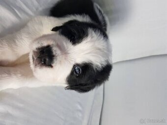 Krásne kvalitné šteniatka bernardína, pripravené na adopciu