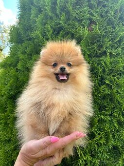 Pomeranian s PP, chovatelská stanica Nucháčik poms - 1