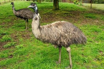 EMU hnedý posledné 2ks samce cca 2 roky vek.