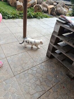 Dobrí den darujem mačatka