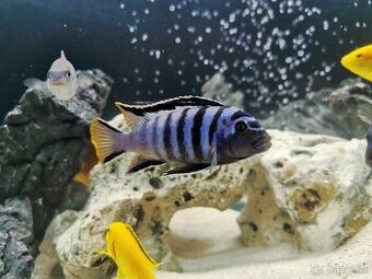 Africké Cichlidy Malawi