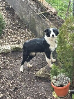 Border kólia darujem