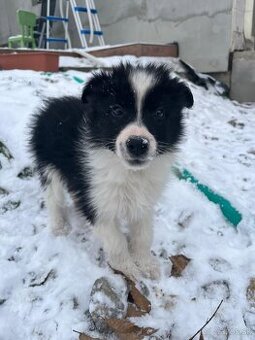 Predám border koliu šteniatka - 1