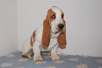 Basset hound šteniatko