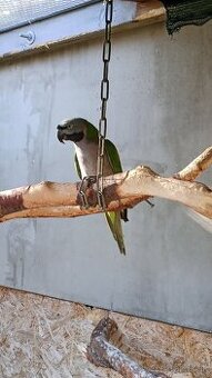 Alexander čínsky - 1