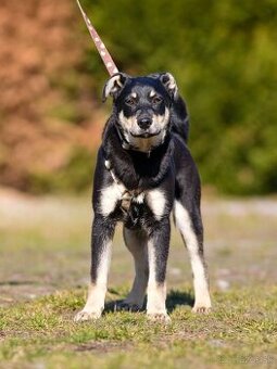 Darujem šikovné šteniatka - mix ovčiak / border kólia