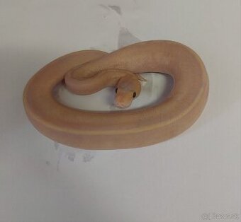 Python regius CB/24, Boa c. Doprava po SR/Faunia/ZE/Akvatera