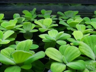 Pistia stratiotes mini