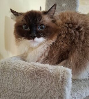 Ragdoll mačka