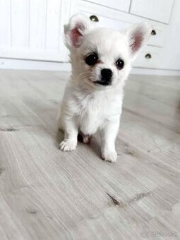 Predám čivava(chihuahua)