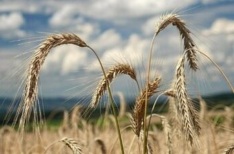 Kúpim jačmeň, pšenicu, tritikale a kukuricu