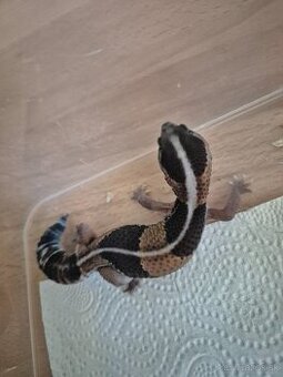 Gekončík africký.Rezervovaný