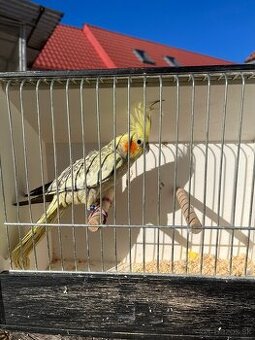 Korely výstavného typu