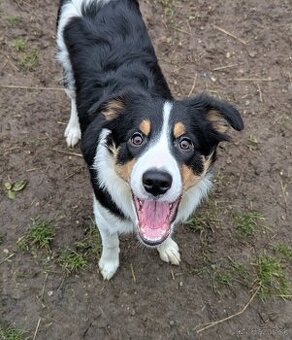 Border kolia tricolor