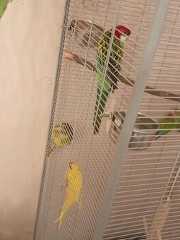 Predám všetko spolu