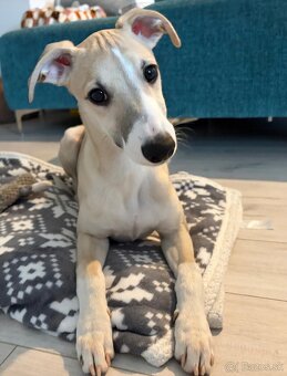 Vipet s preukazom pôvodu