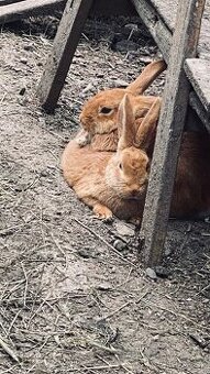 Predám tohtoročné králiky burgunske a mix otec burgunsky