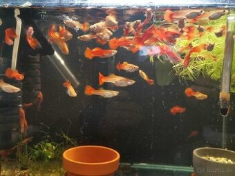 Gupka red- Poecilia reticulata