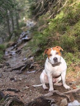 Amstaff na krytie