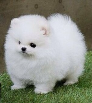 Kúpim pomeranian Boo