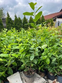 Vavrinovec novita 60-80cm /6€