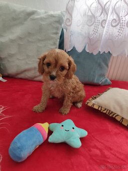 Cavapoo