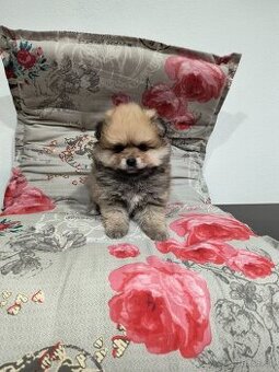 Špic typ pomeranian
