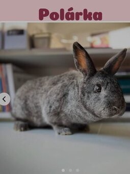 Polárka na adopciu