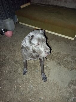 Cane Corzo