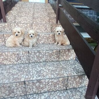 Maltipoo
