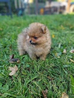 Pomeranian