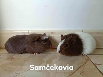 Morčatá ,Morča,Morské prasiatka